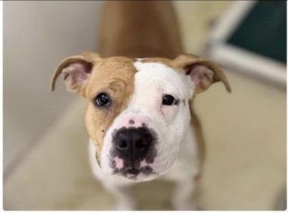 Kiwi, a Adoptable mixed breed in Shawano, WI image 2/3