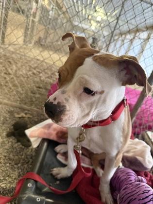 Kiwi, a Adoptable mixed breed in Shawano, WI image 3/3