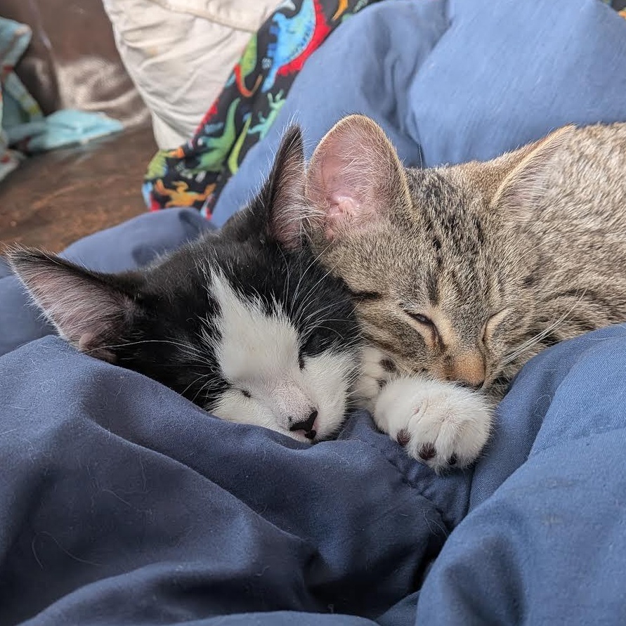 Holstein & Sushi (Bonded Pair), Adoptable, Kitten Male Domestic Short Hair.