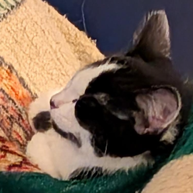 Enlarge Holstein & Sushi (Bonded Pair), a Adoptable Domestic Short Hair in Plymouth, MN image 2/3