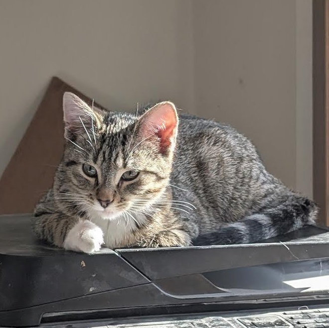 Enlarge Holstein & Sushi (Bonded Pair), a Adoptable Domestic Short Hair in Plymouth, MN image 3/3