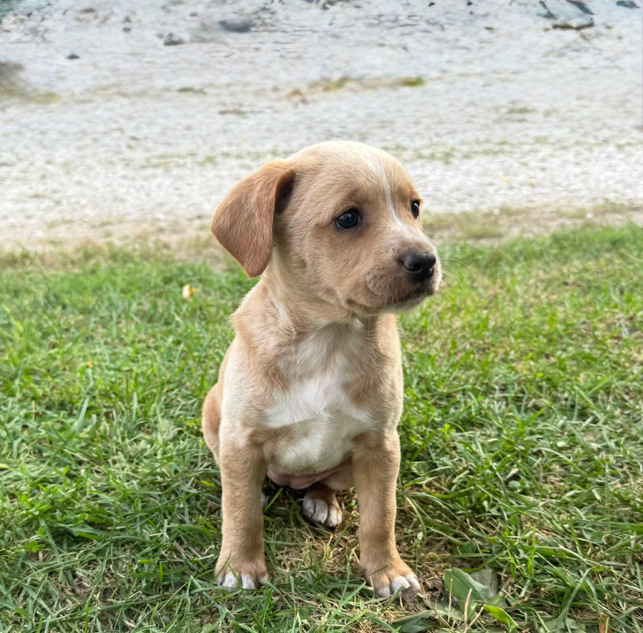 Macie