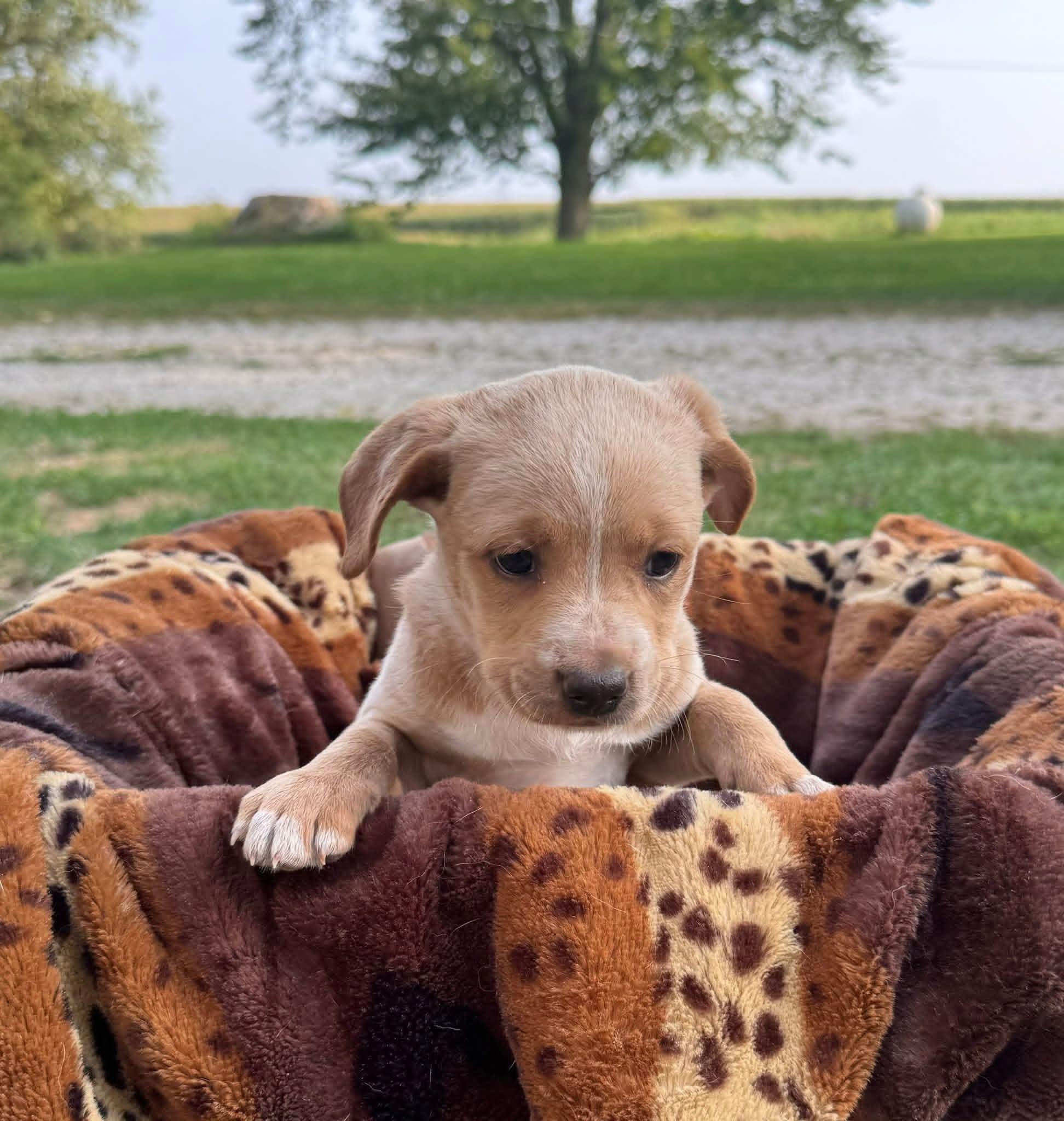 Macie