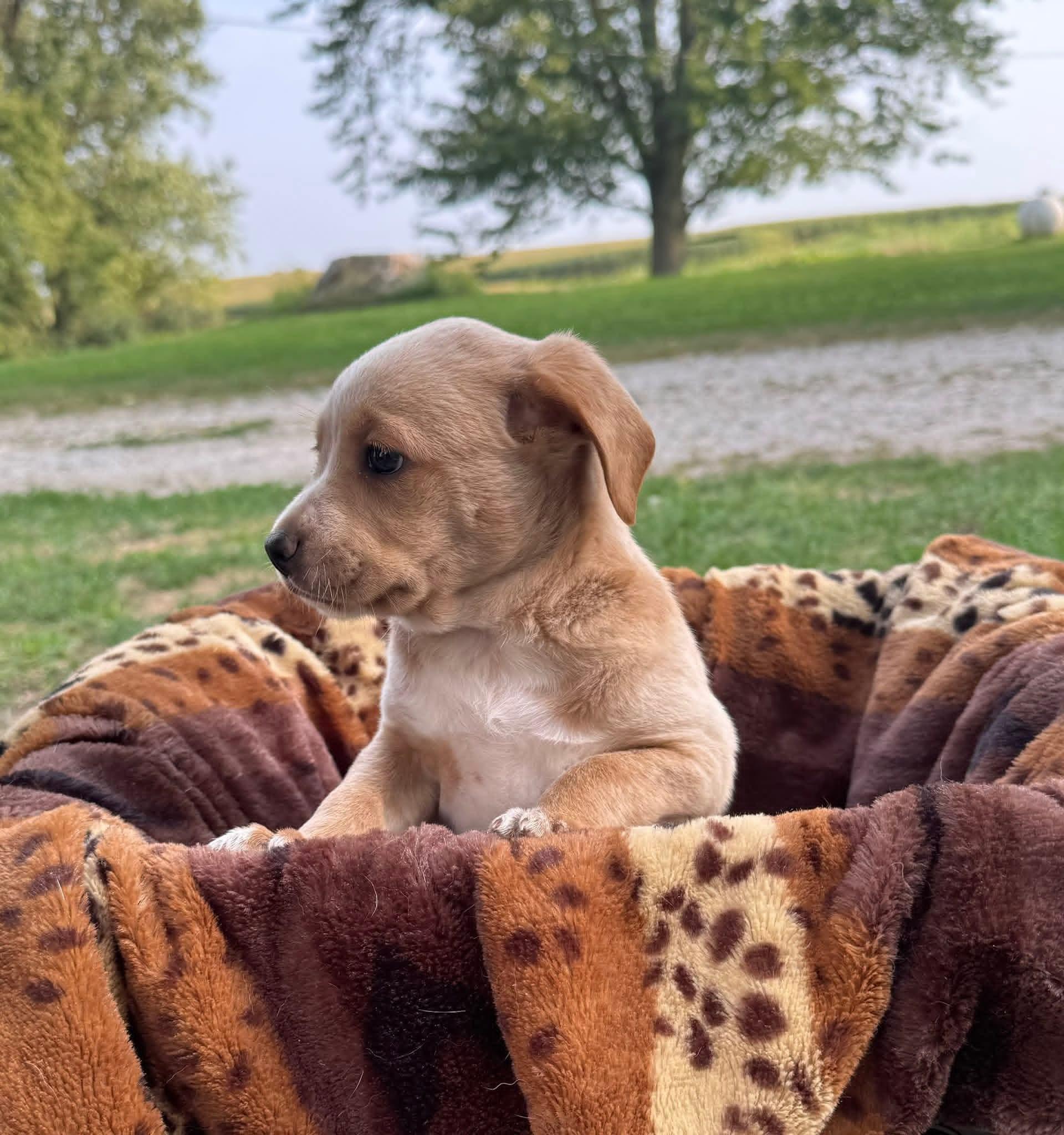 Macie
