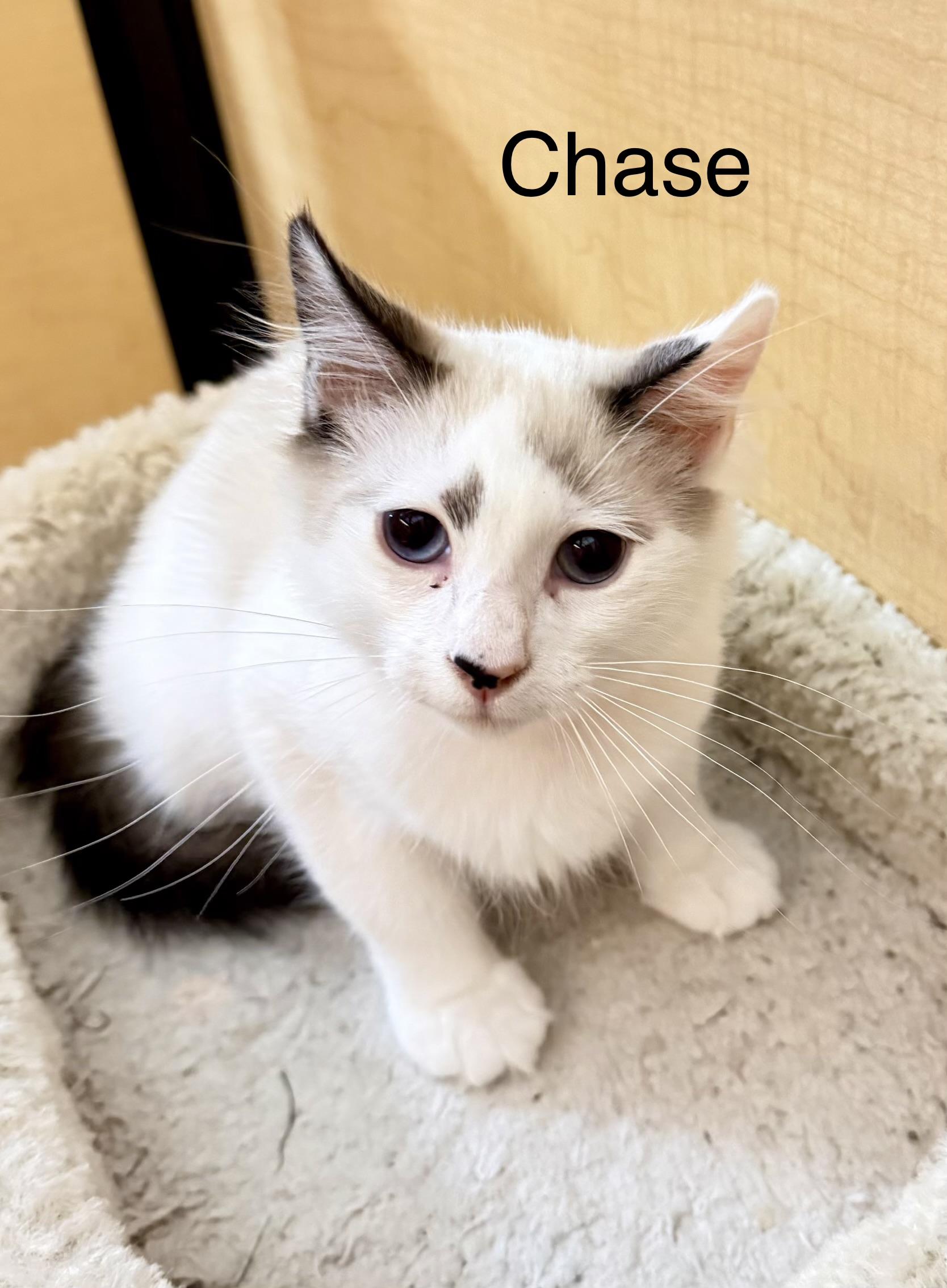 Enlarge Chase, a Adopted mixed breed in Dixon, CA image 1/1