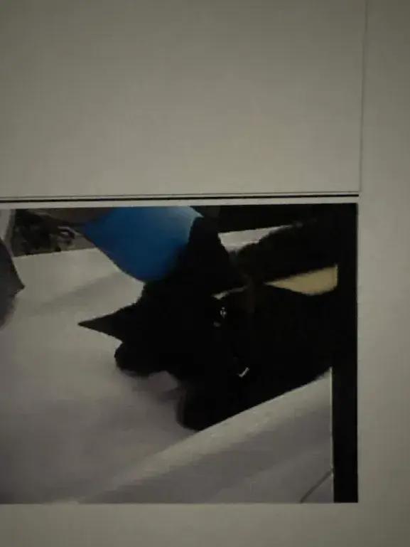 Angelina, Adoptable, Kitten Female Domestic Short Hair.