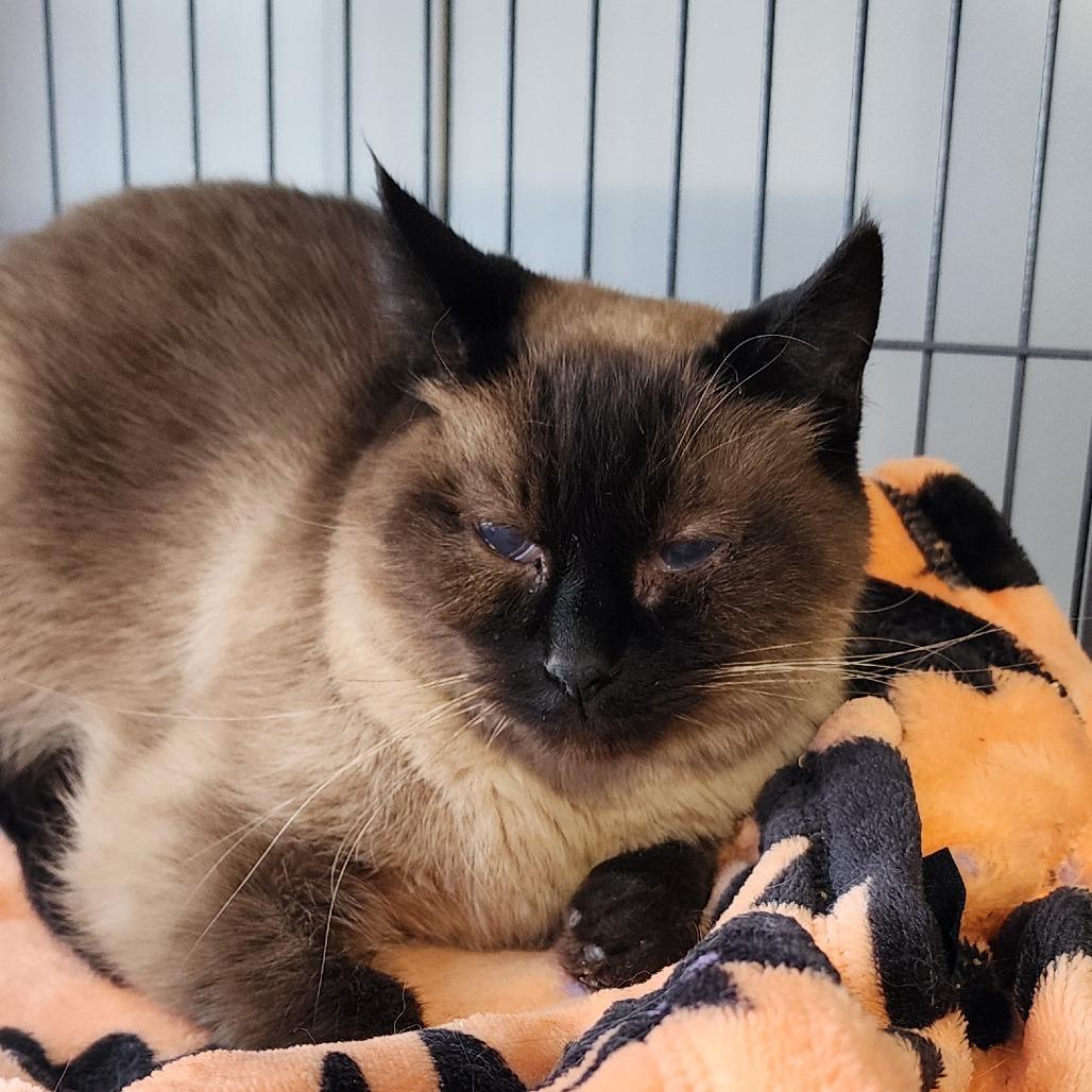 Chilis, a Adoptable Siamese in Muncie, IN image 1/3