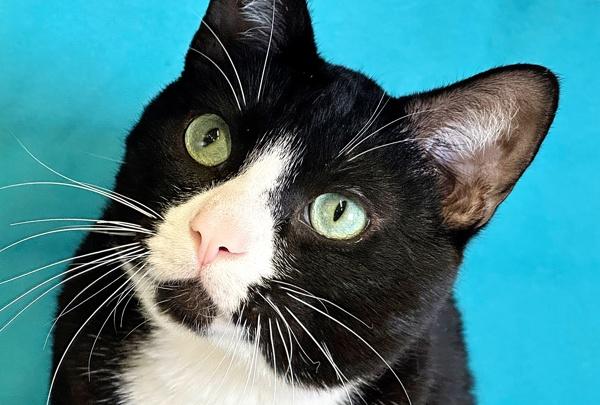 Romeo, Adoptable, Young Male Domestic Short Hair.
