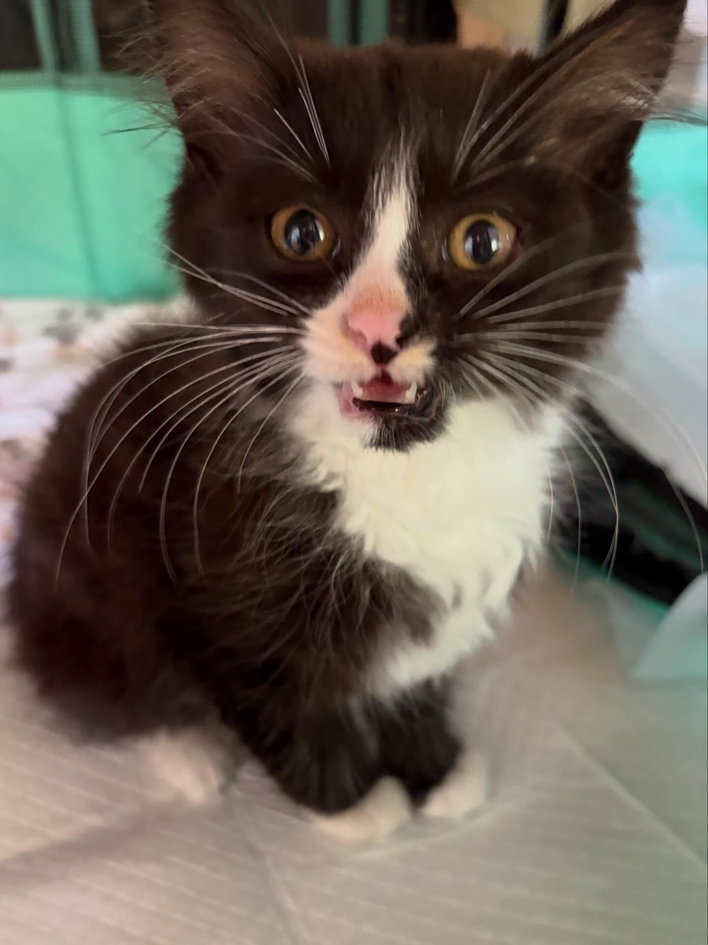 Ghost Pepper, an adopted Domestic Long Hair in LITTLE MOUNTAIN, SC image 2/5