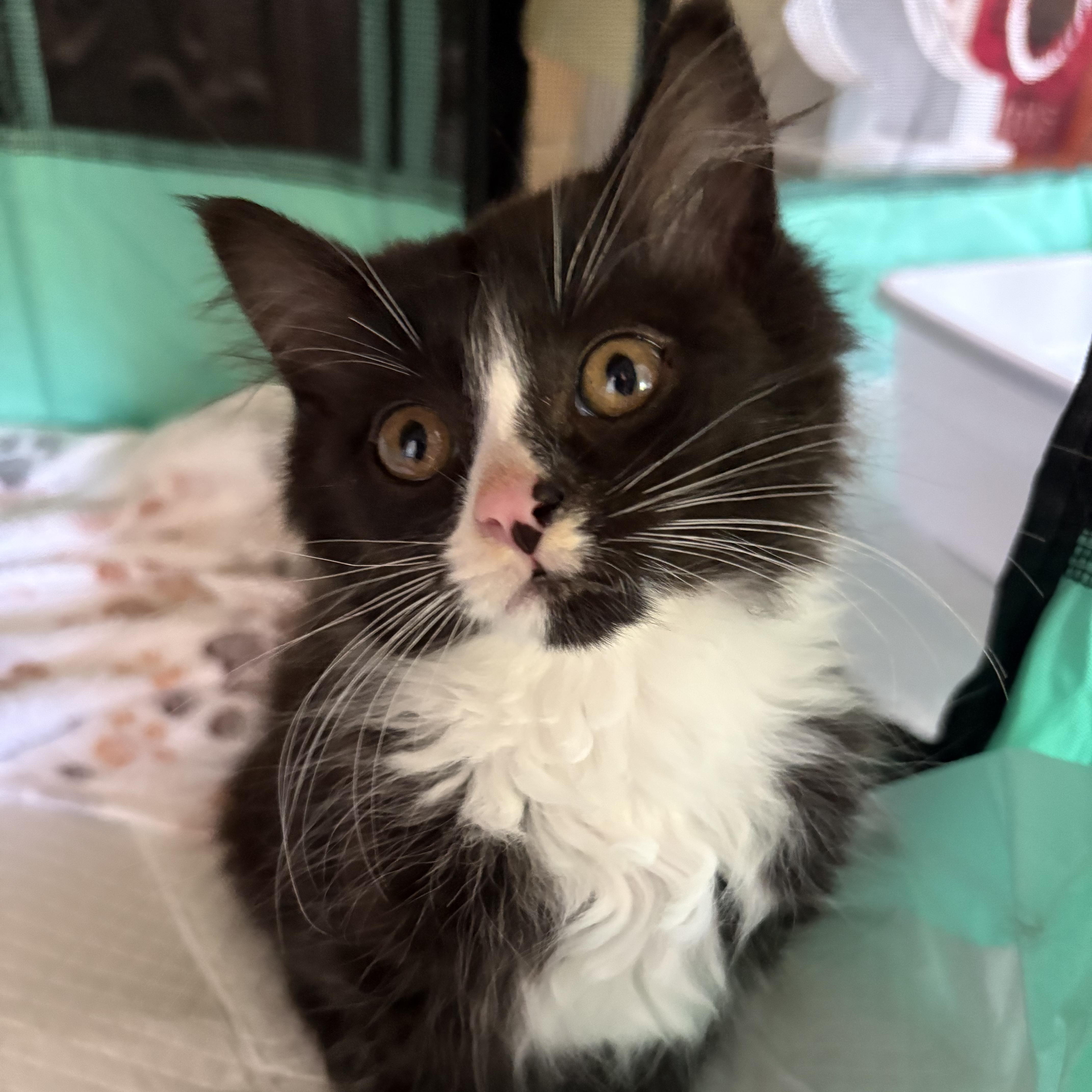 Ghost Pepper, adopted, Kitten Male Domestic Long Hair.