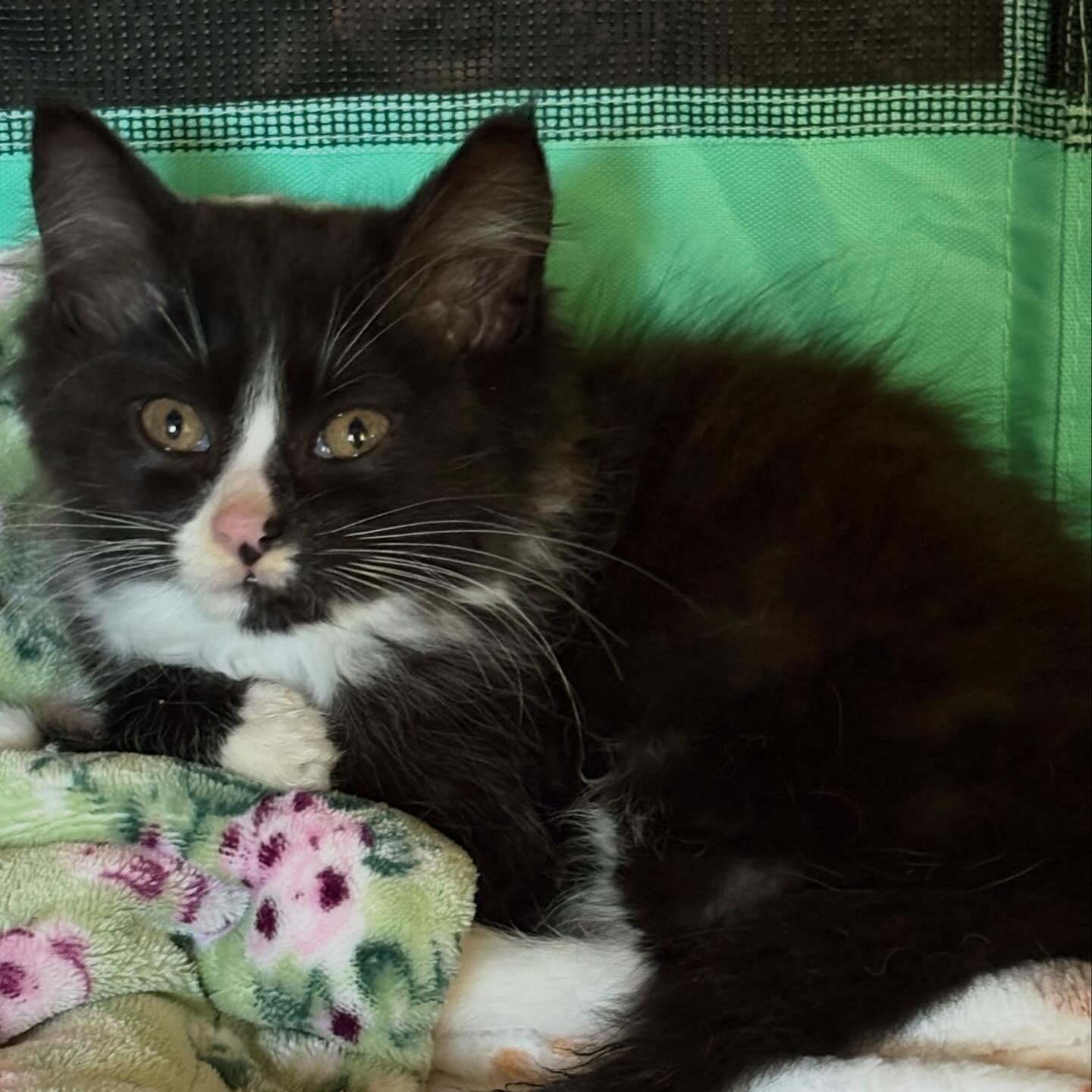 Ghost Pepper, an adopted Domestic Long Hair in LITTLE MOUNTAIN, SC image 5/5