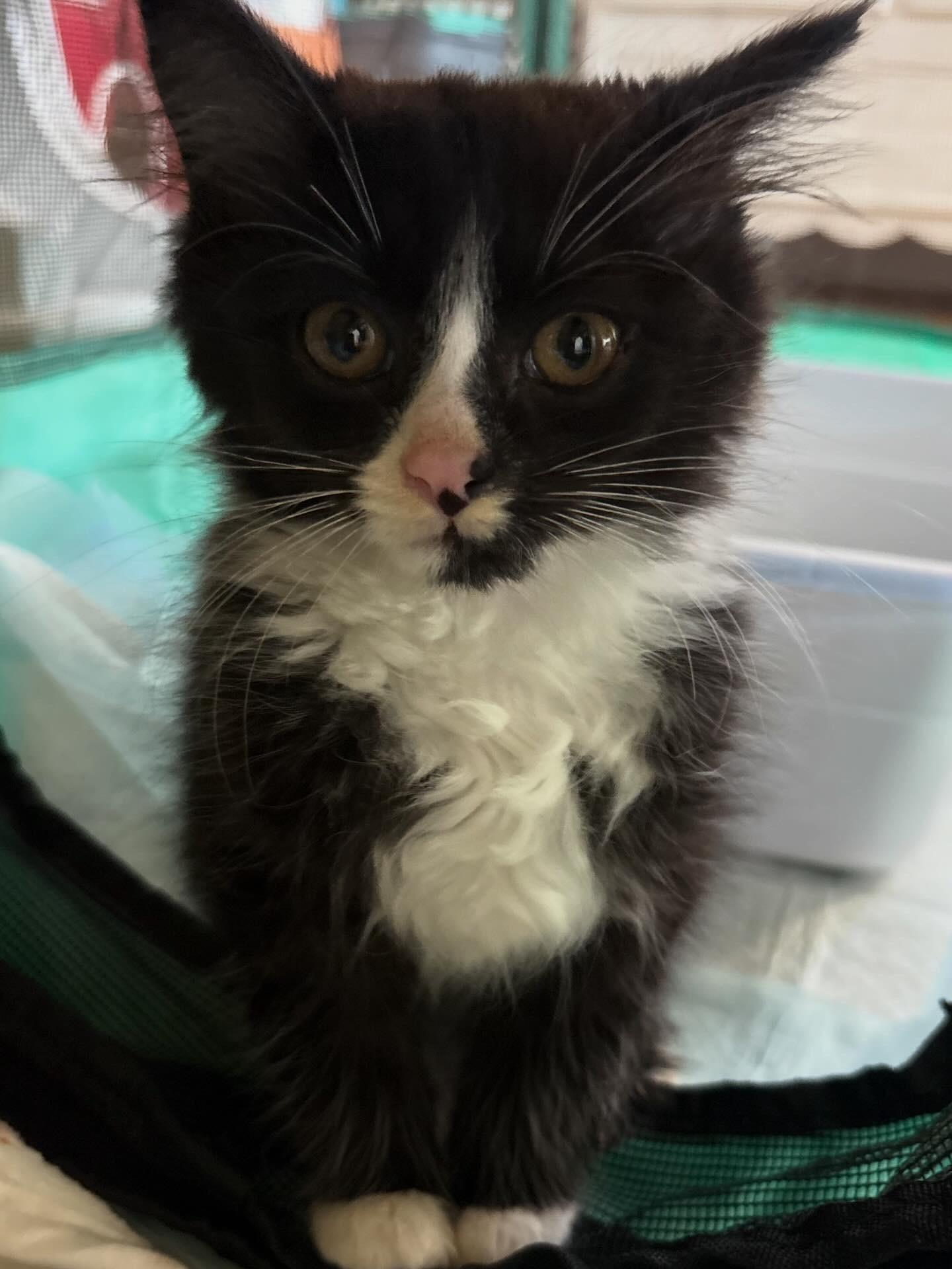 Ghost Pepper, an adopted Domestic Long Hair in LITTLE MOUNTAIN, SC image 3/5