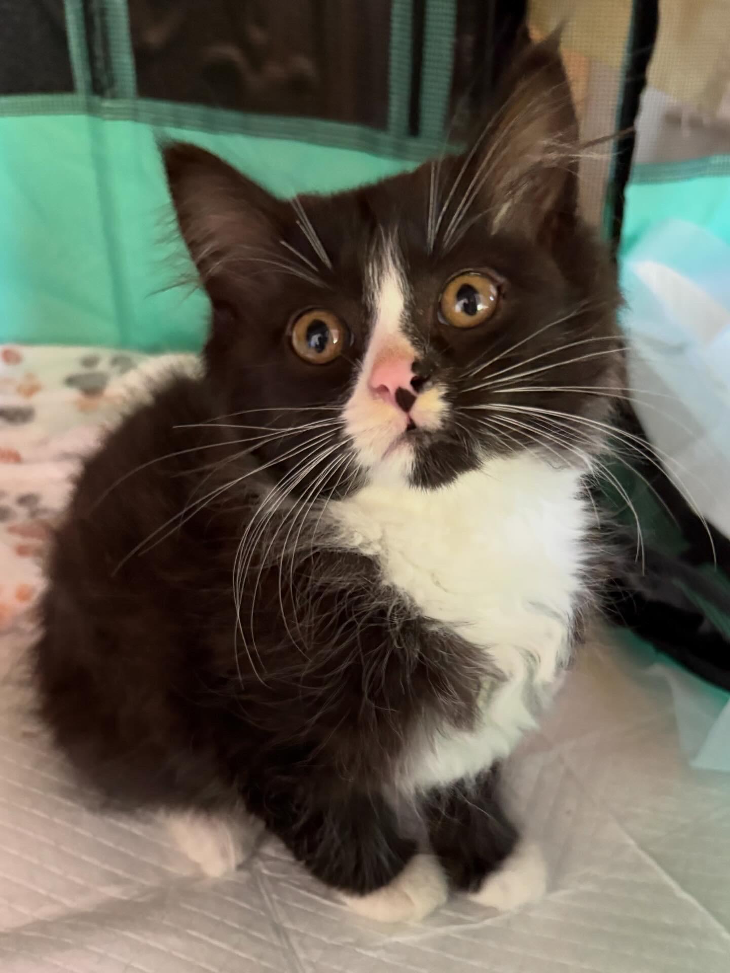 Ghost Pepper, an adopted Domestic Long Hair in LITTLE MOUNTAIN, SC image 4/5