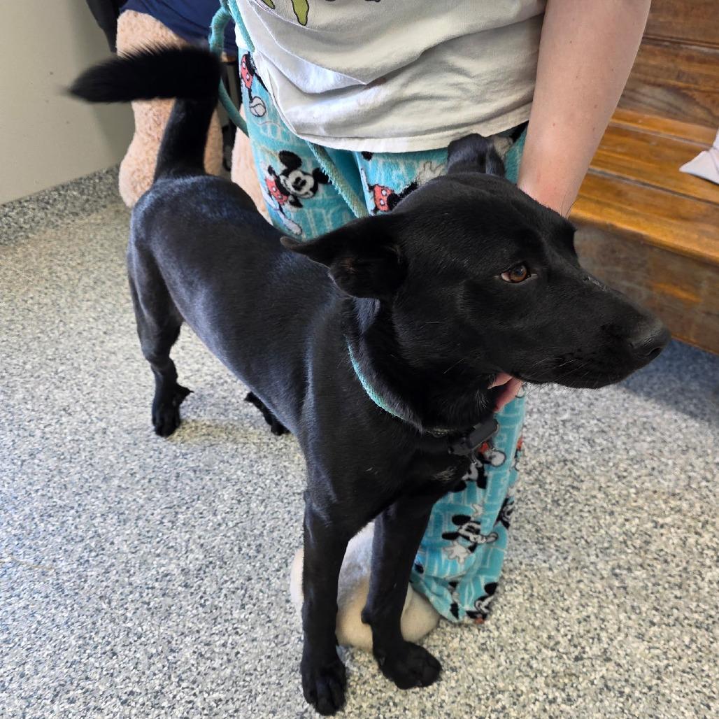 Enlarge Guinness, a Adoptable mixed breed in Kingman, KS image 1/1