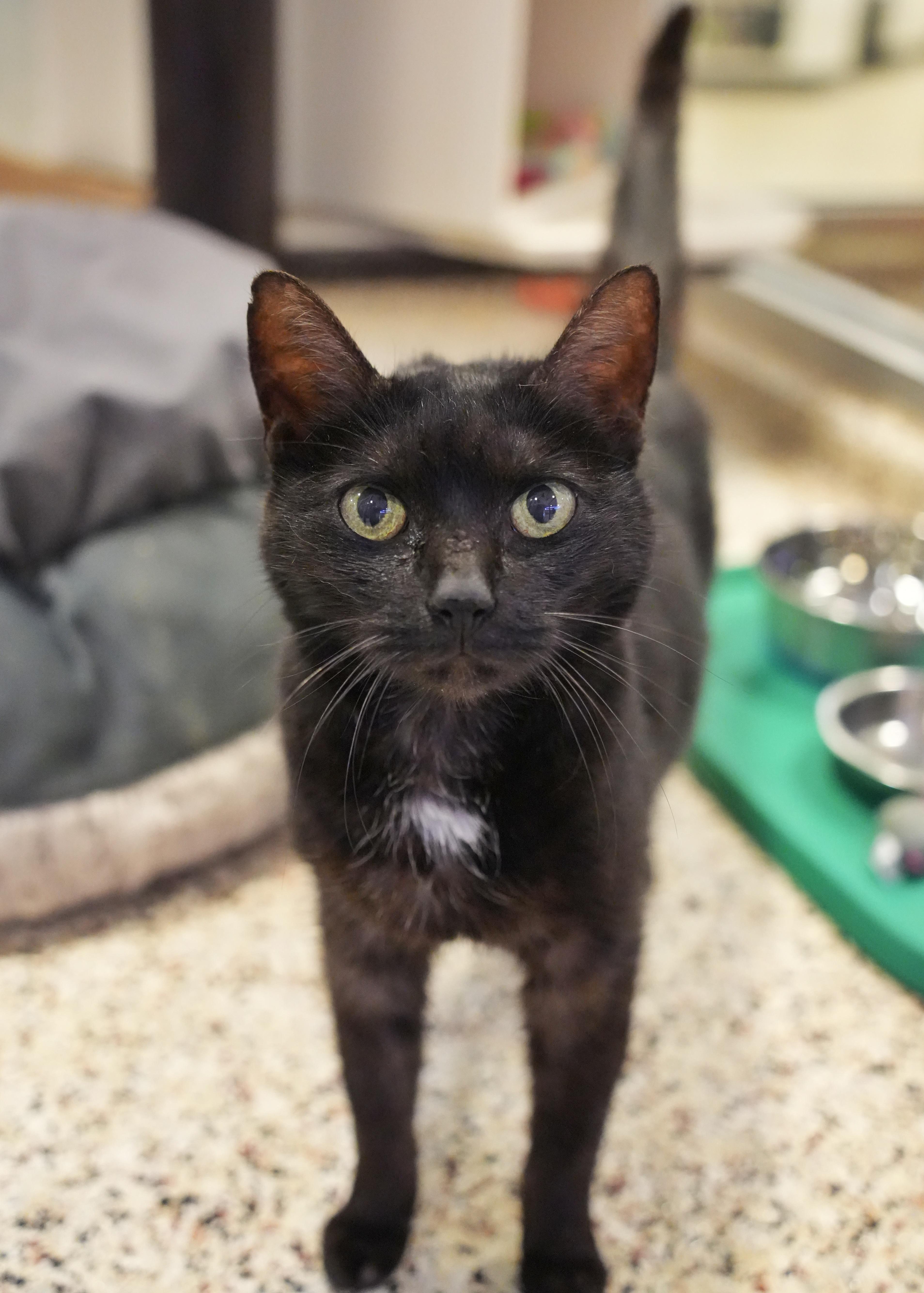 Enlarge Genevieve 62885, an adopted Domestic Short Hair in Aiken, SC image 1/1