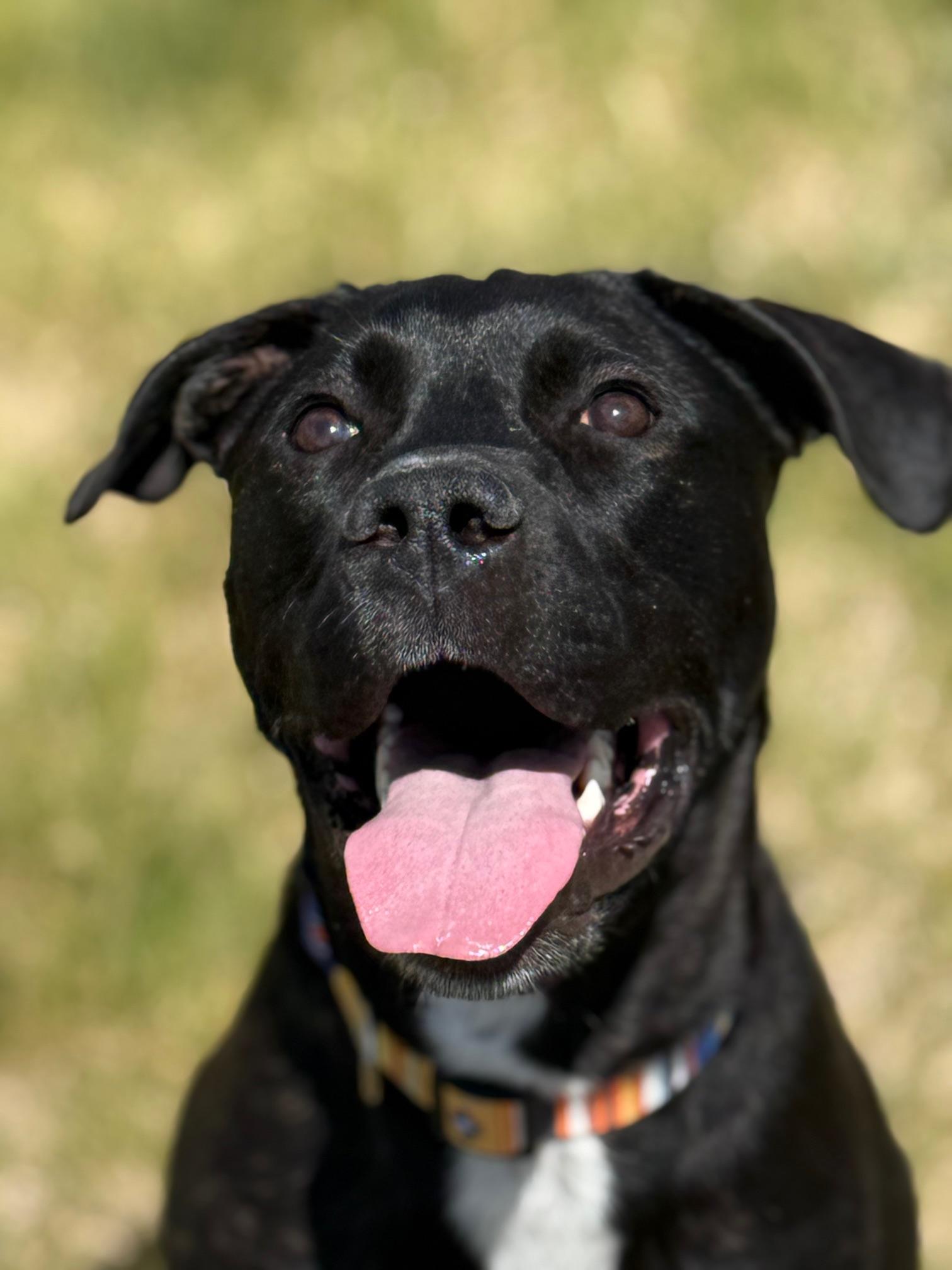 Padres, Young Male Labrador Retriever