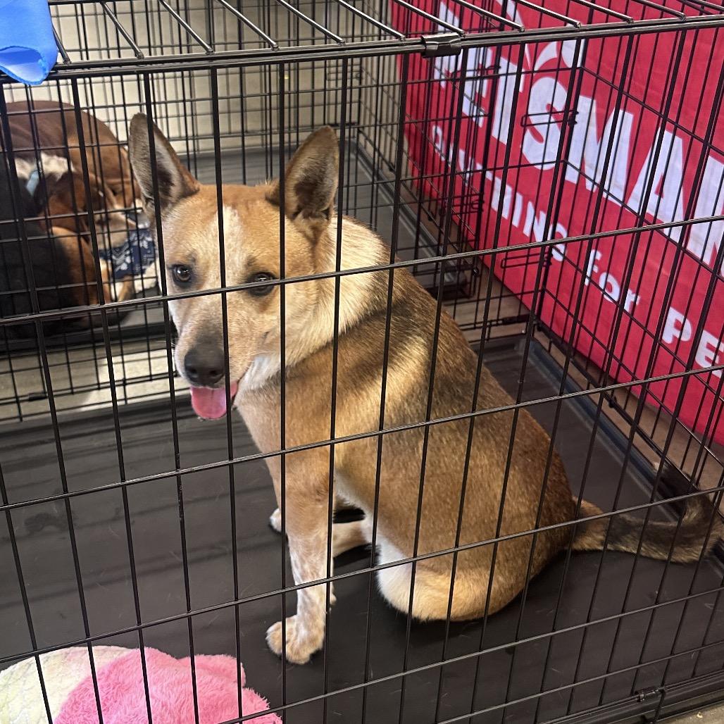 Miller, Adoptable, Adult Male Cattle Dog.