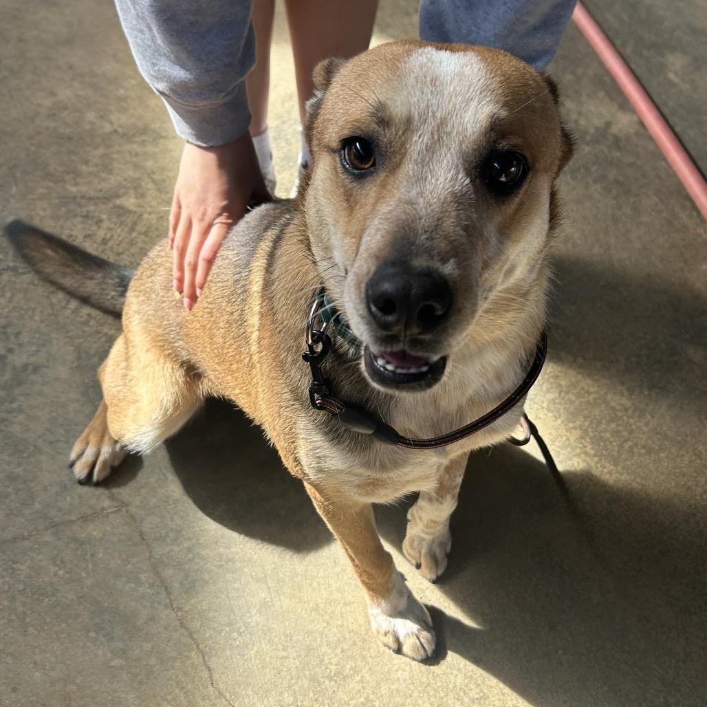 Enlarge Miller, a Adoptable Cattle Dog in West Point, MS image 2/6