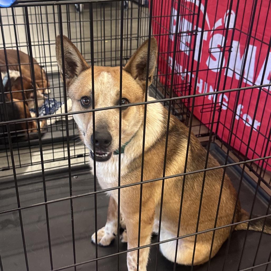 Enlarge Miller, a Adoptable Cattle Dog in West Point, MS image 3/6