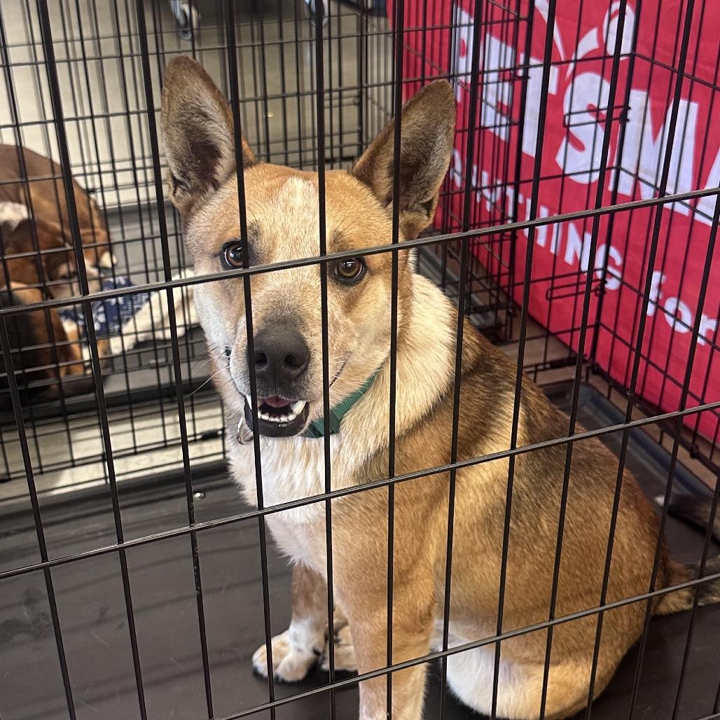 Enlarge Miller, a Adoptable Cattle Dog in West Point, MS image 4/6