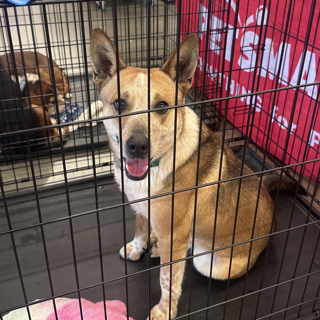 Enlarge Miller, a Adoptable Cattle Dog in West Point, MS image 5/6
