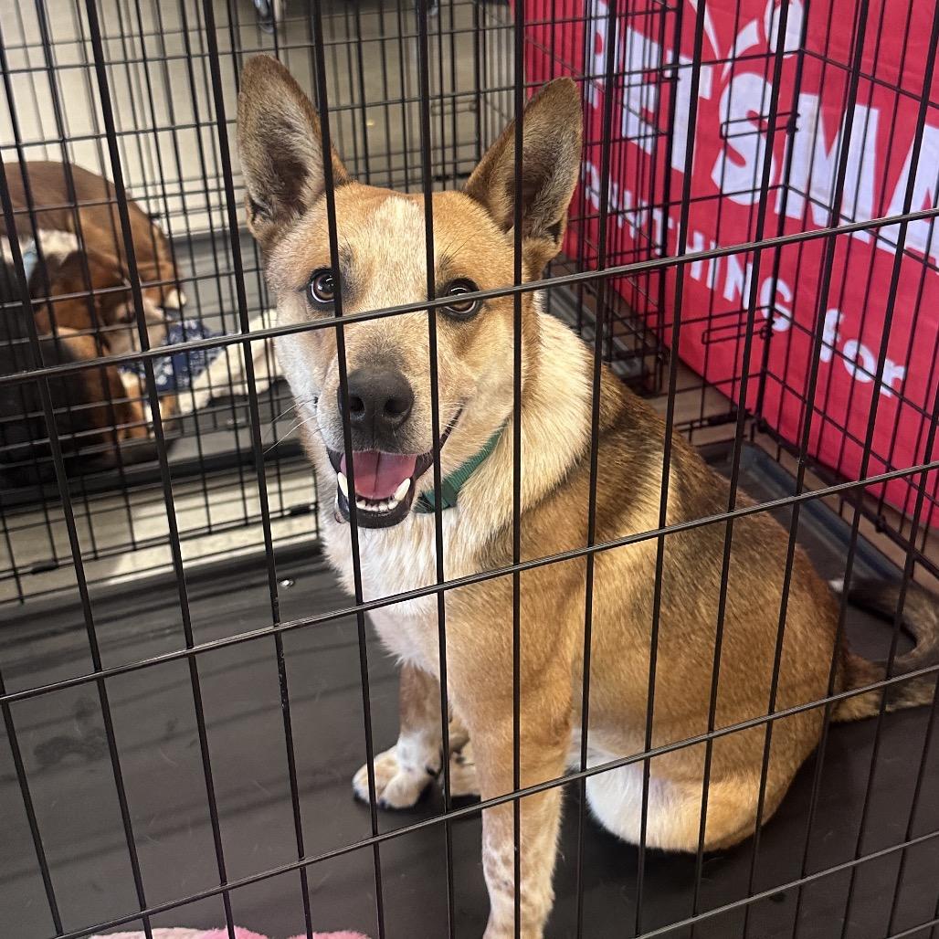 Enlarge Miller, a Adoptable Cattle Dog in West Point, MS image 6/6