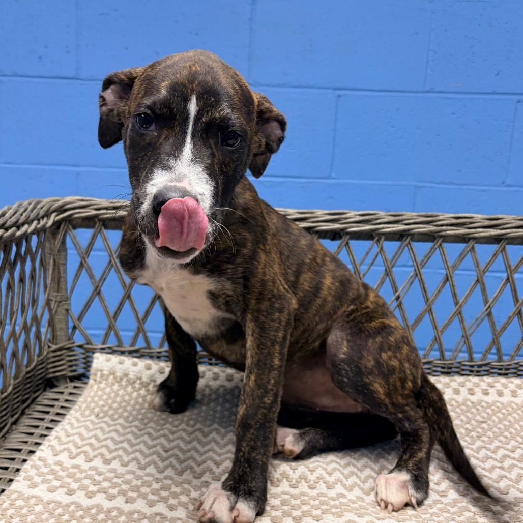 Miley, Adoptable, Puppy Female Hound.