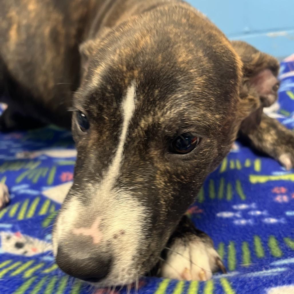 Miley, a Adoptable Hound in Belleville, IL image 2/6