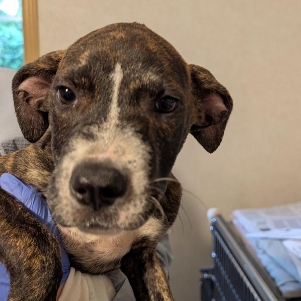 Miley, a Adoptable Hound in Belleville, IL image 3/6
