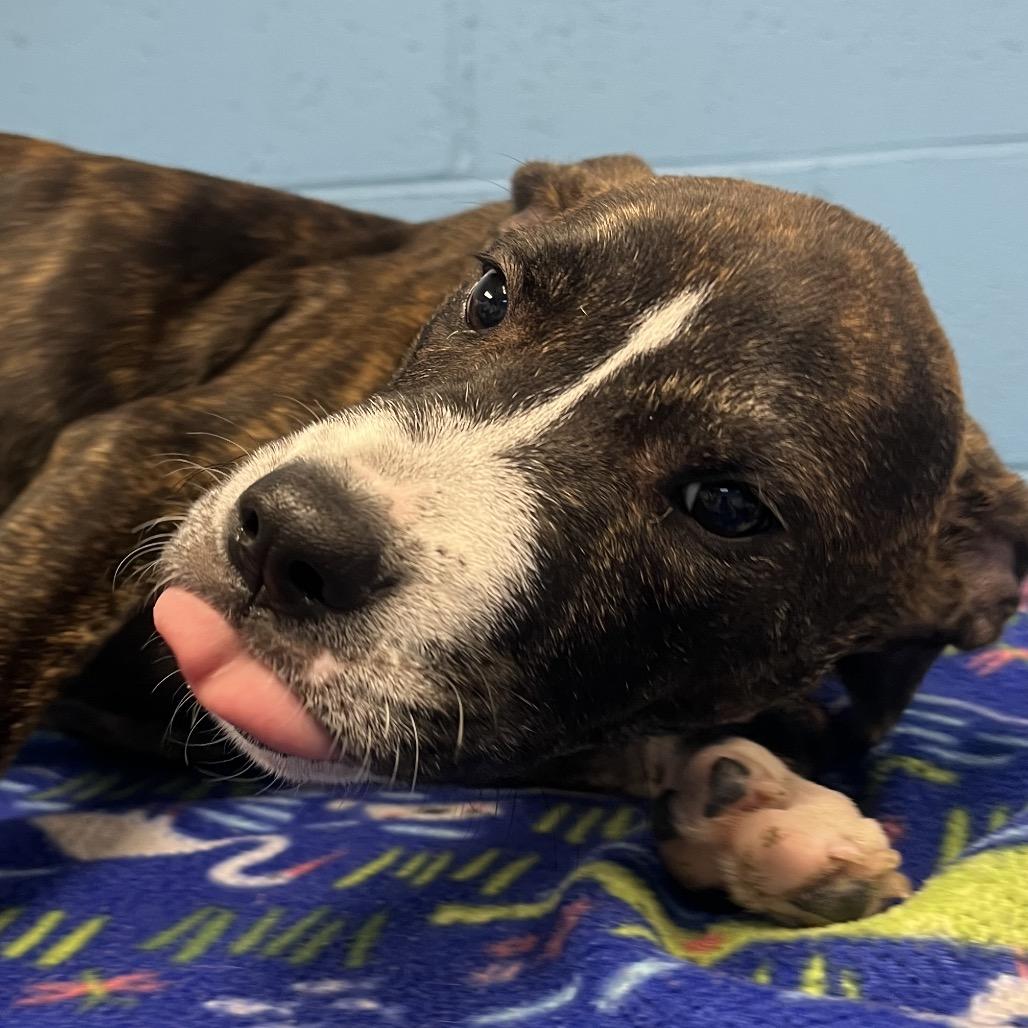 Miley, a Adoptable Hound in Belleville, IL image 6/6