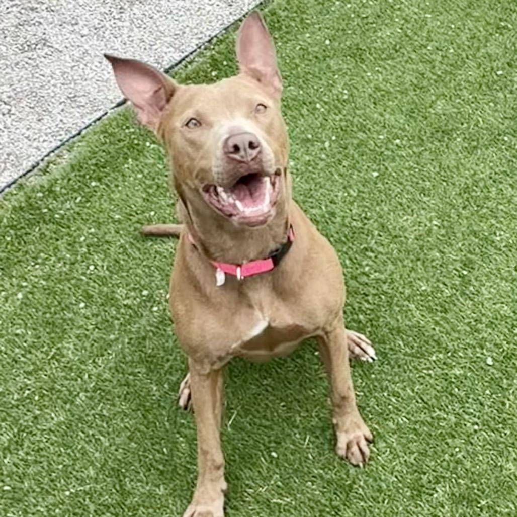 Enlarge Ivy, a Adoptable mixed breed in Newport, NC image 2/5