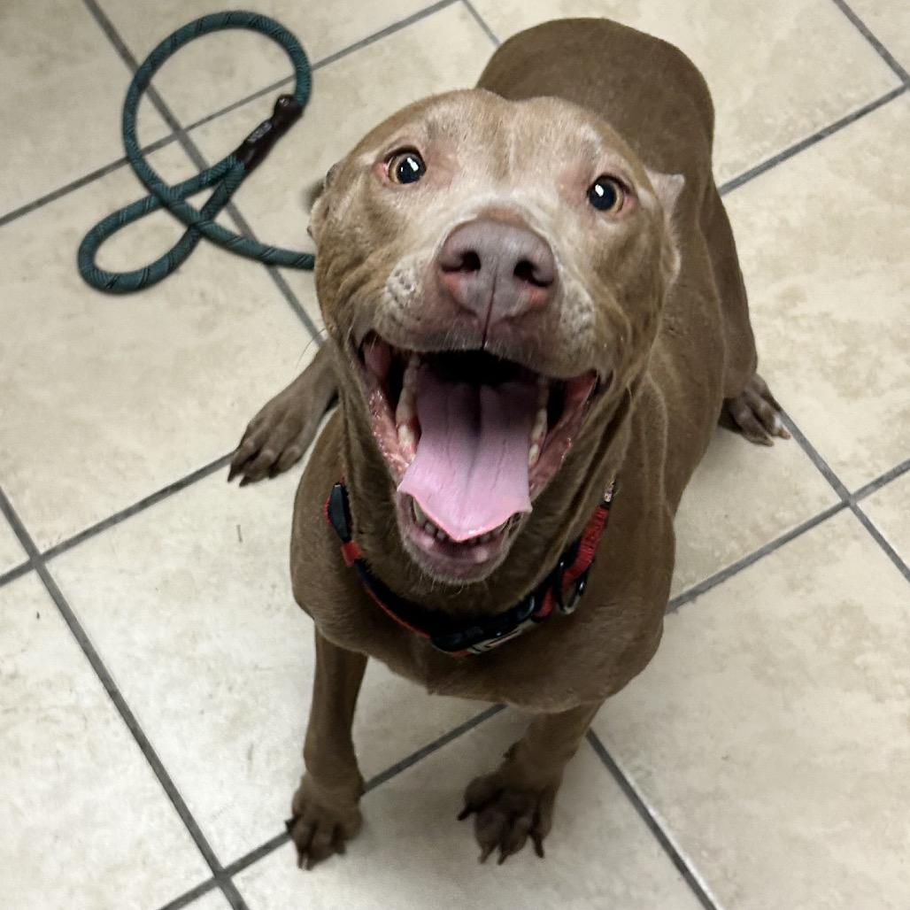 Enlarge Ivy, a Adoptable mixed breed in Newport, NC image 3/5