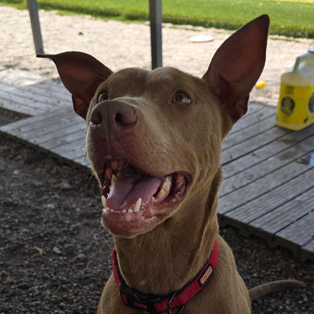 Enlarge Ivy, a Adoptable mixed breed in Newport, NC image 4/5