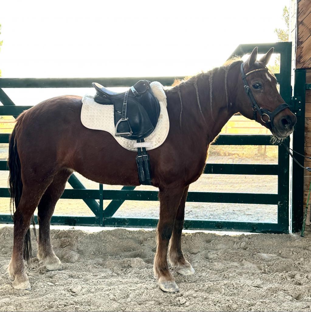 Savannah, Adoptable, Senior Female Quarterhorse.