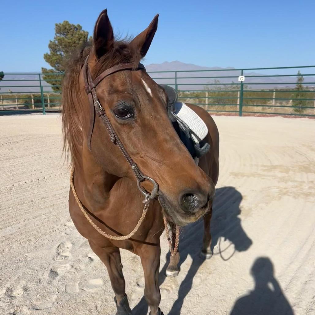 Enlarge Savannah, a Adoptable Quarterhorse in Las Vegas, NV image 2/5