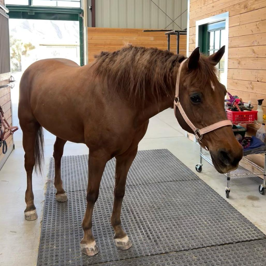 Enlarge Savannah, a Adoptable Quarterhorse in Las Vegas, NV image 3/5