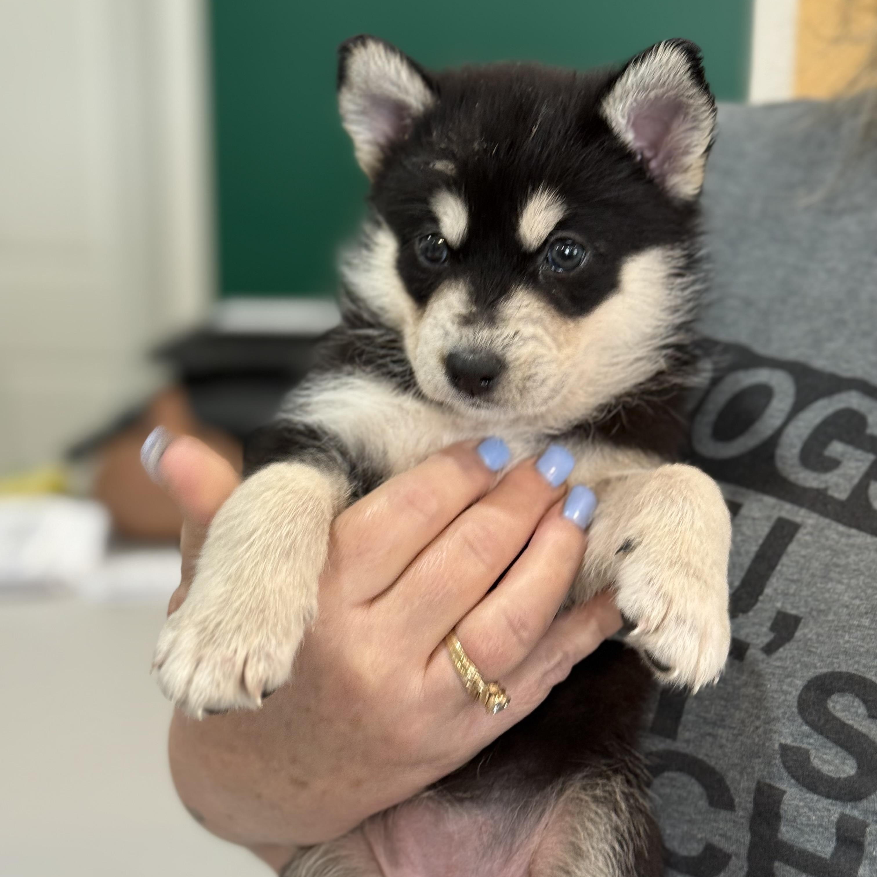 Denali