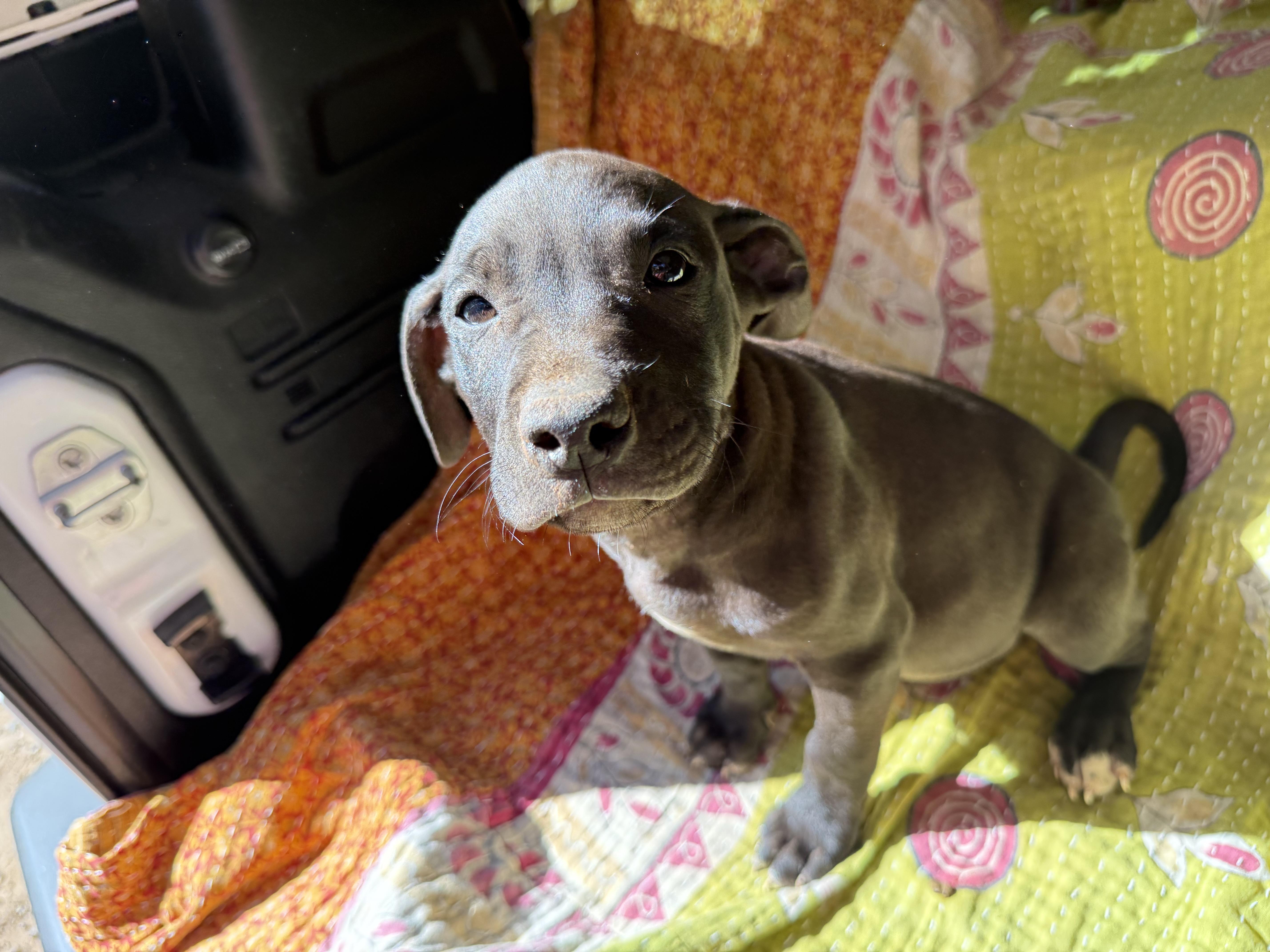 DEEK, adoptable, Puppy Male Boxer & Black Mouth Cur.