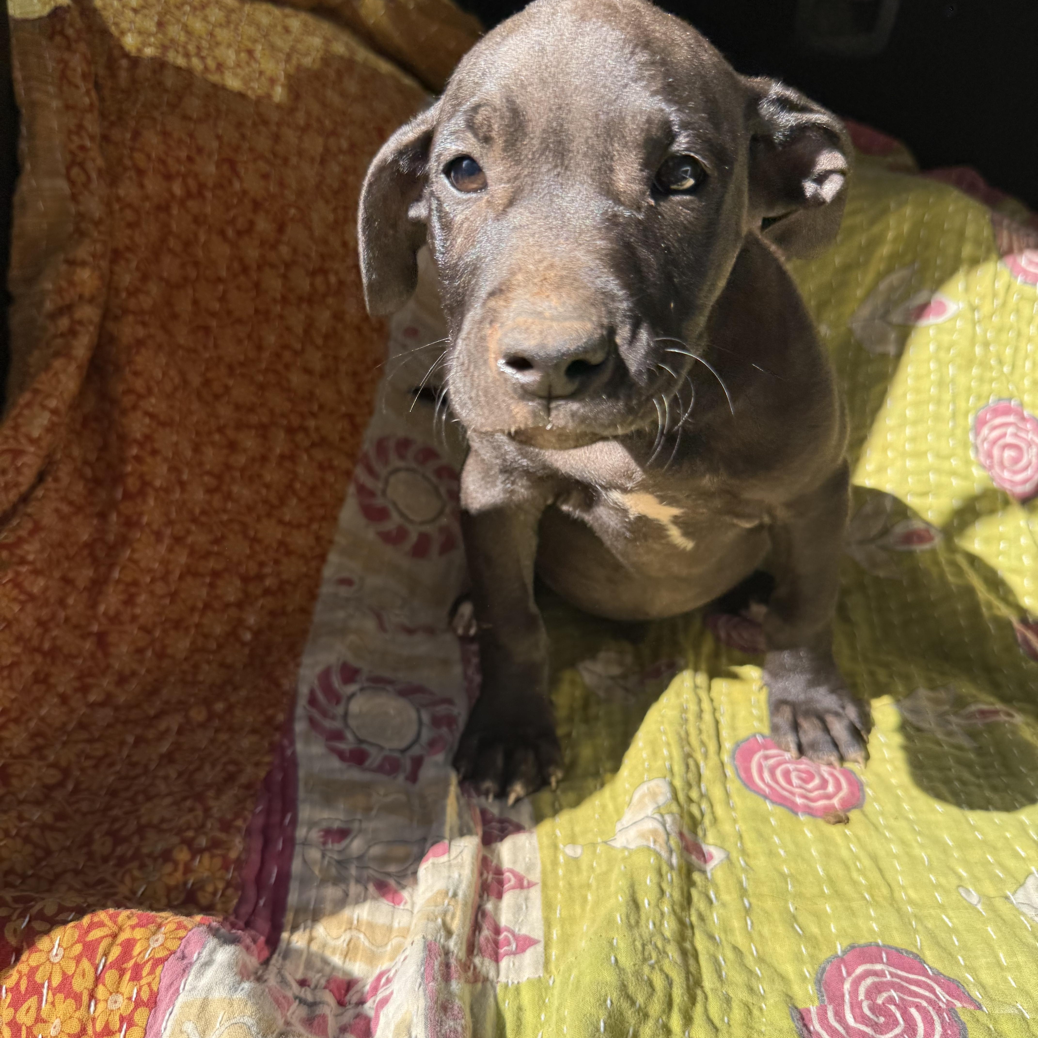 DEEK, an adoptable mixed breed in Newborn, GA image 4/4