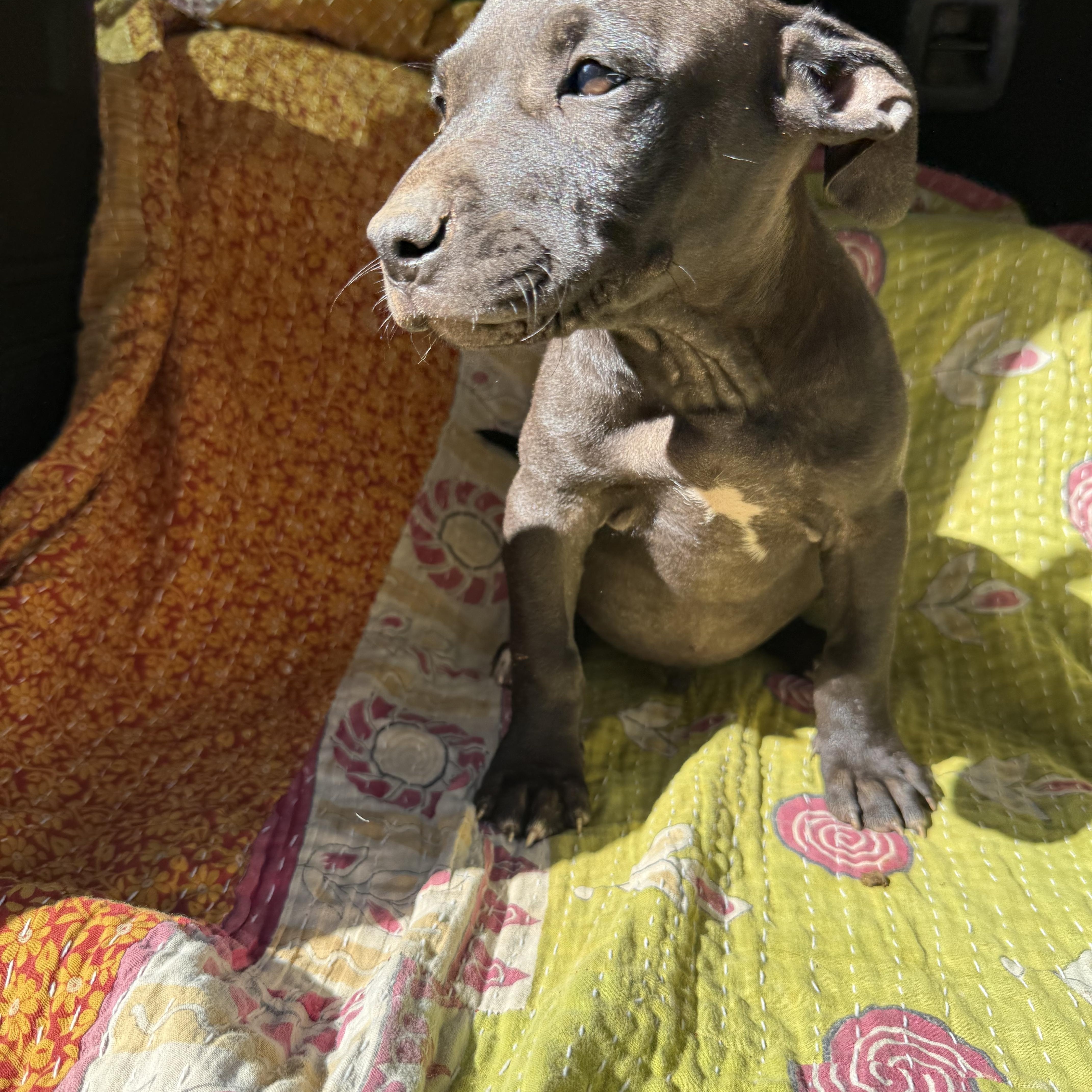DEEK, an adoptable mixed breed in Newborn, GA image 3/4
