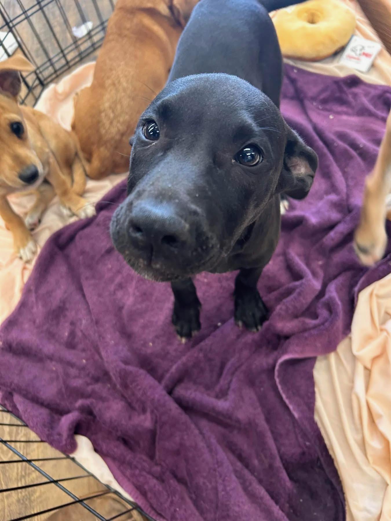 DEEK, an adoptable mixed breed in Newborn, GA image 3/6