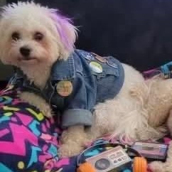 Enlarge Finn, a ADOPTABLE mixed breed in Saint Helens, OR image 3/6