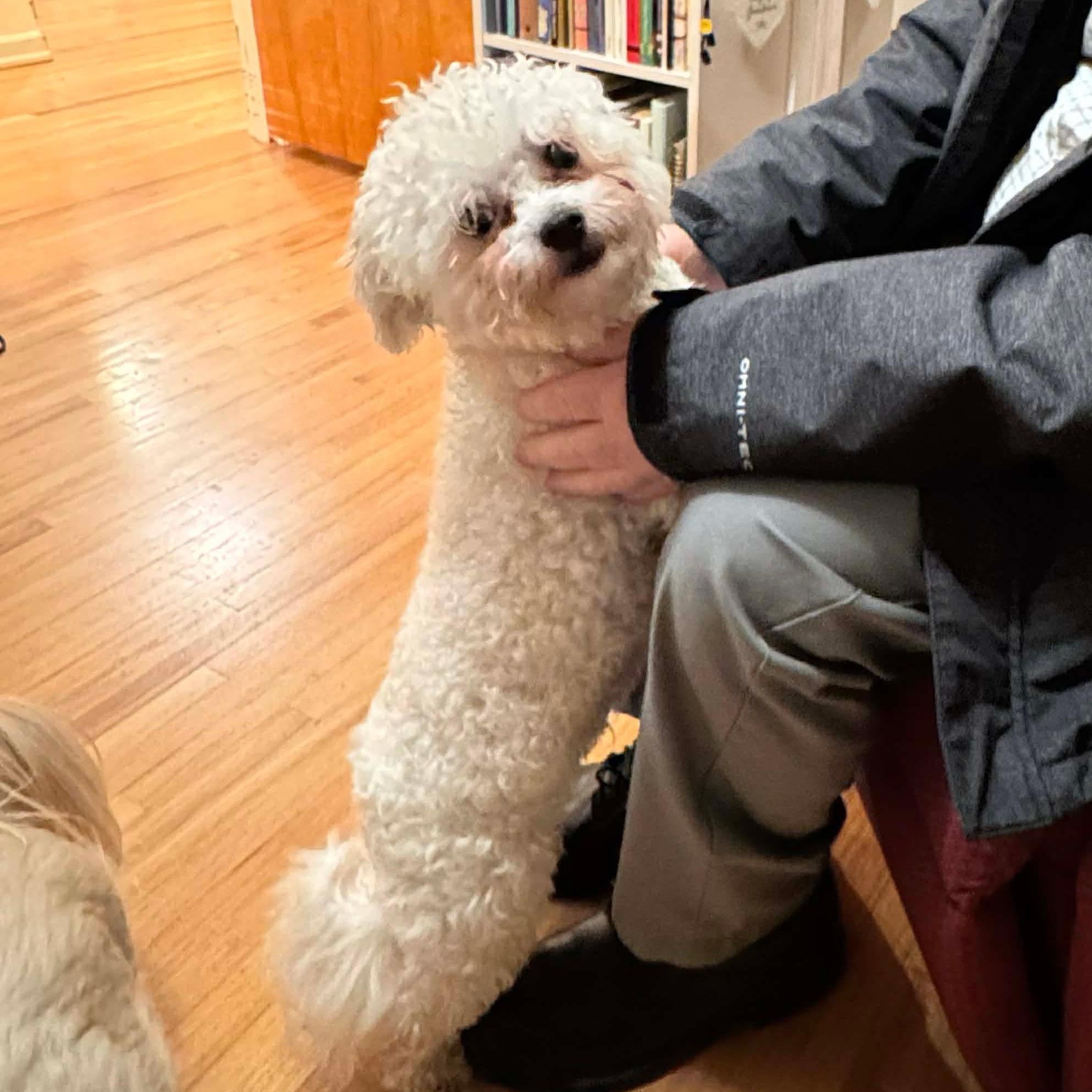 Enlarge Finn, a ADOPTABLE mixed breed in Saint Helens, OR image 2/6