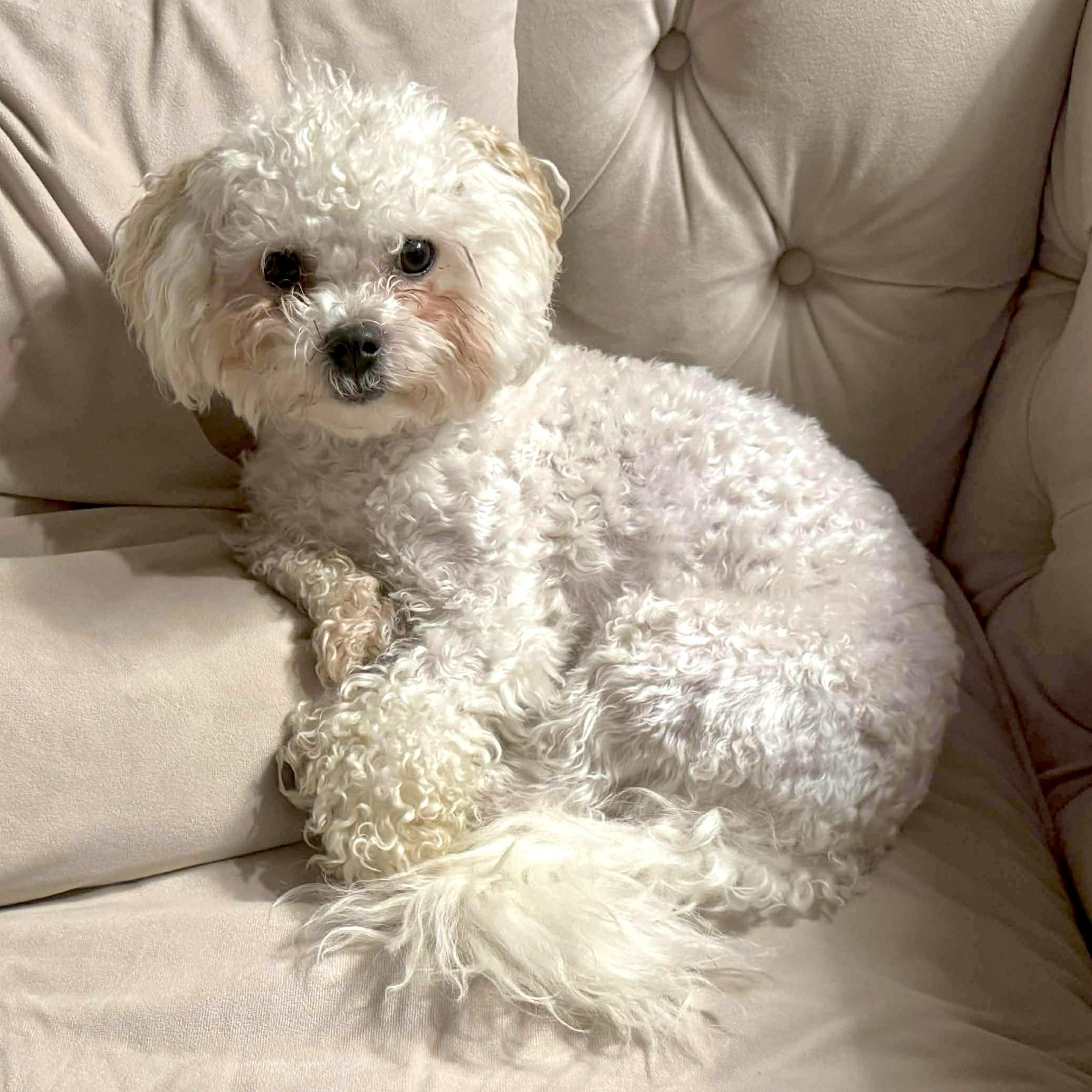 Enlarge Finn, a ADOPTABLE mixed breed in Saint Helens, OR image 1/6