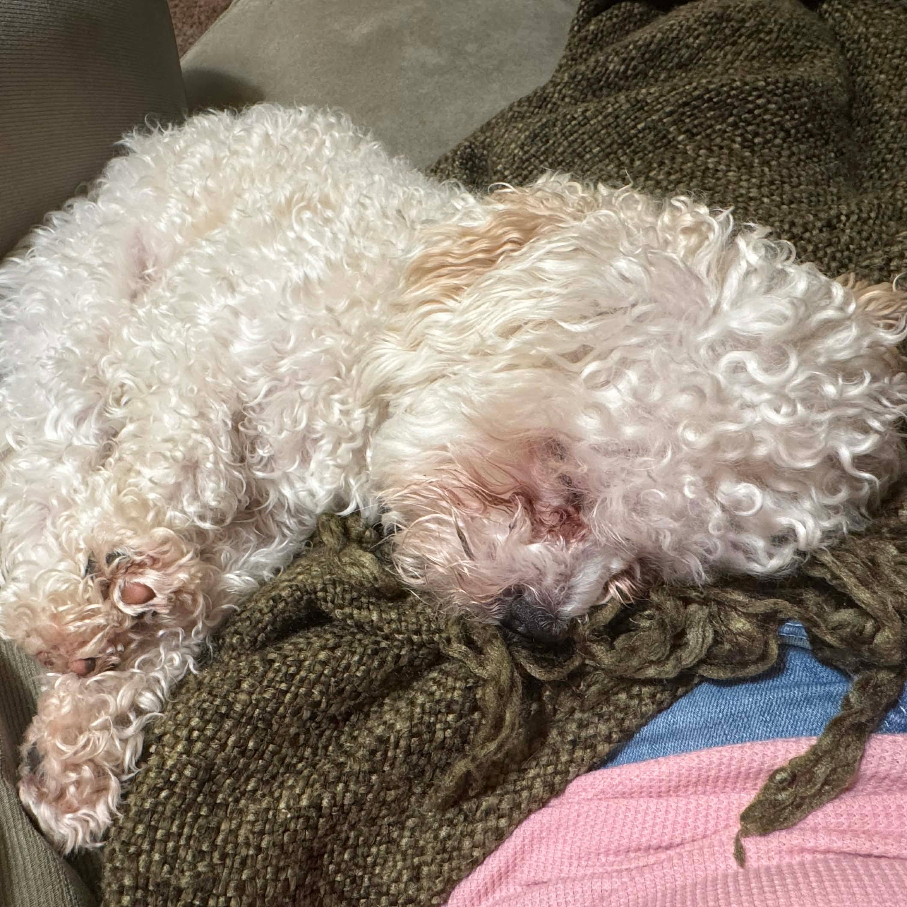 Enlarge Finn, a ADOPTABLE mixed breed in Saint Helens, OR image 5/6