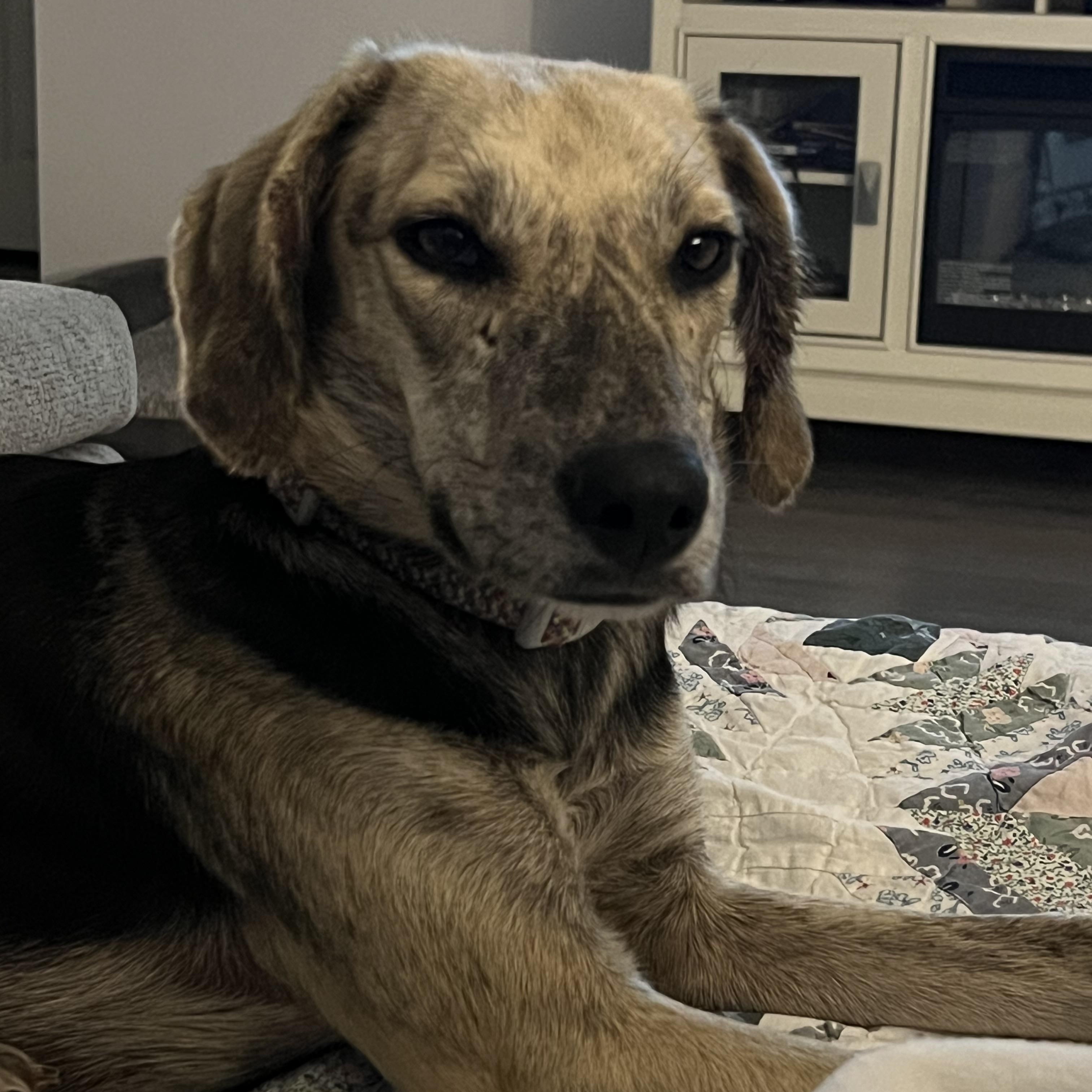 Callie, a Adoptable mixed breed in Calabash, NC image 3/6