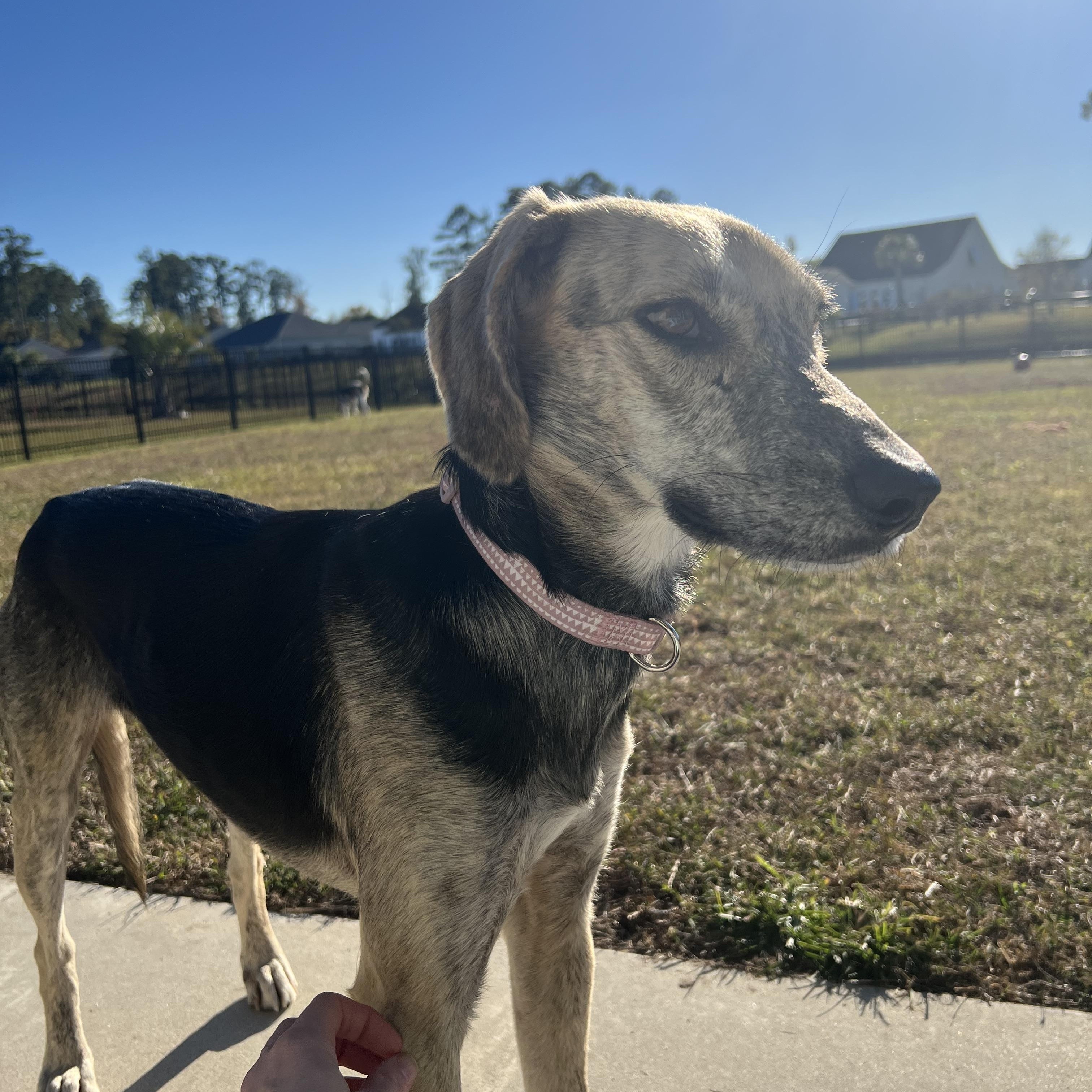 Callie, a Adoptable mixed breed in Calabash, NC image 4/6