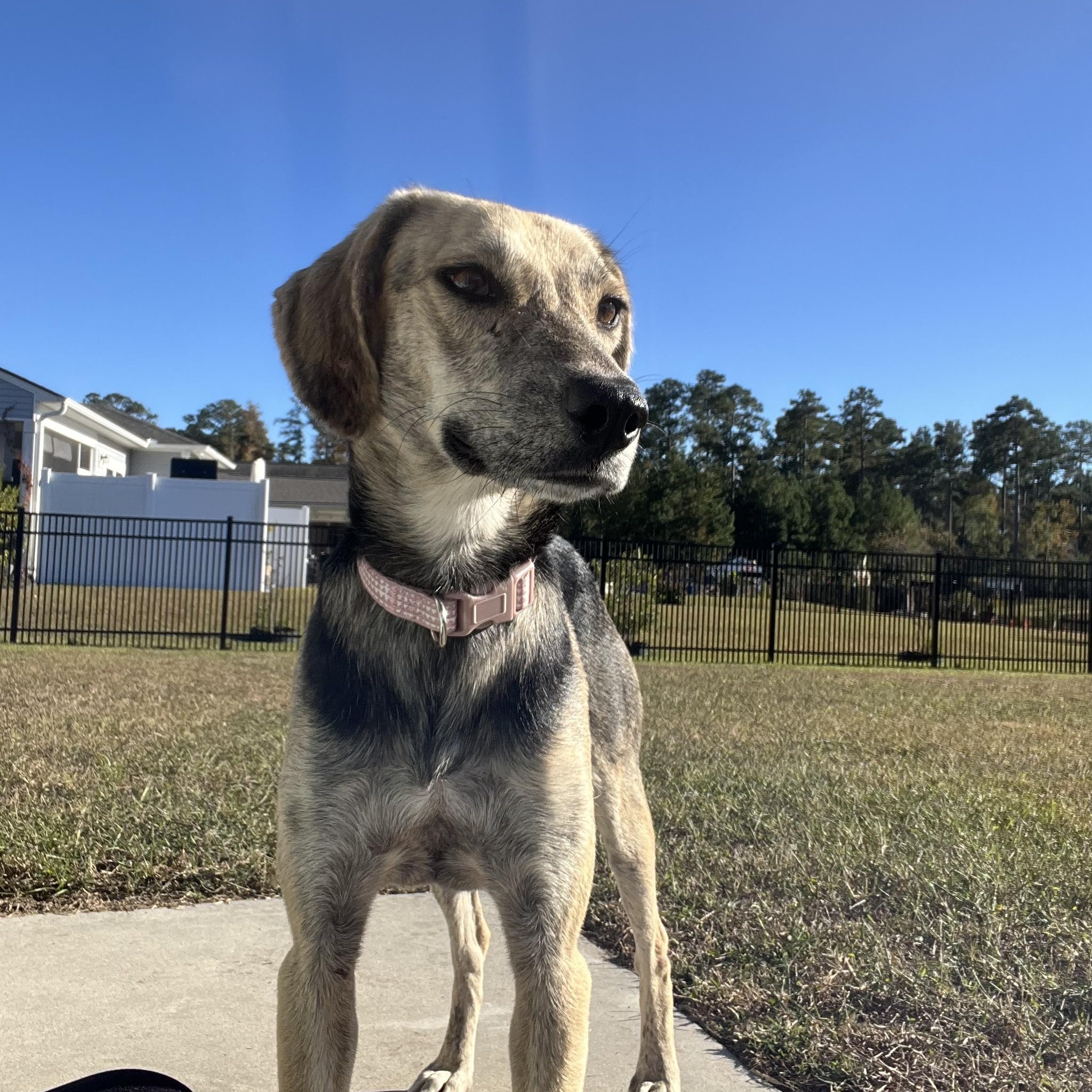 Callie, a Adoptable mixed breed in Calabash, NC image 1/6