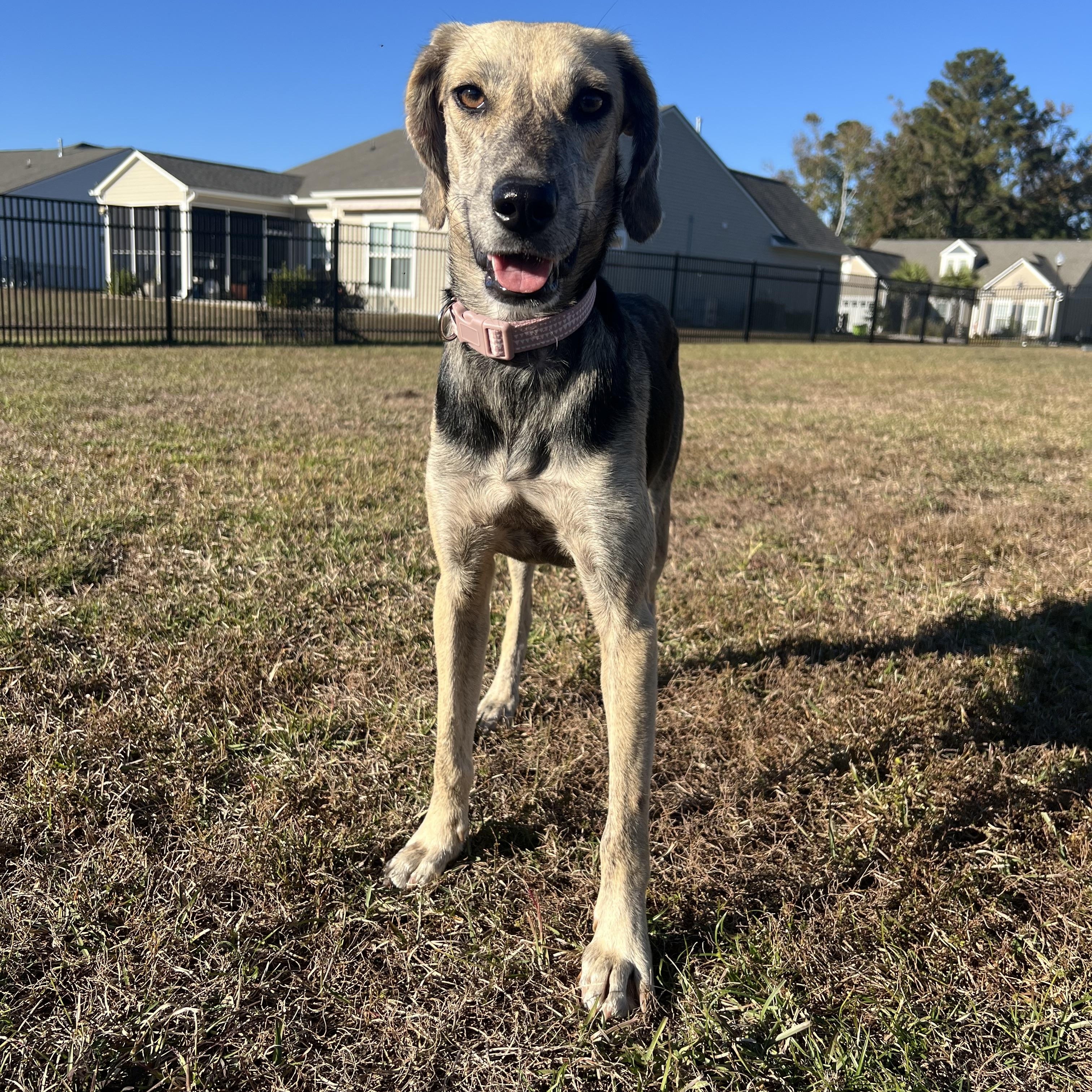 Callie, a Adoptable mixed breed in Calabash, NC image 5/6