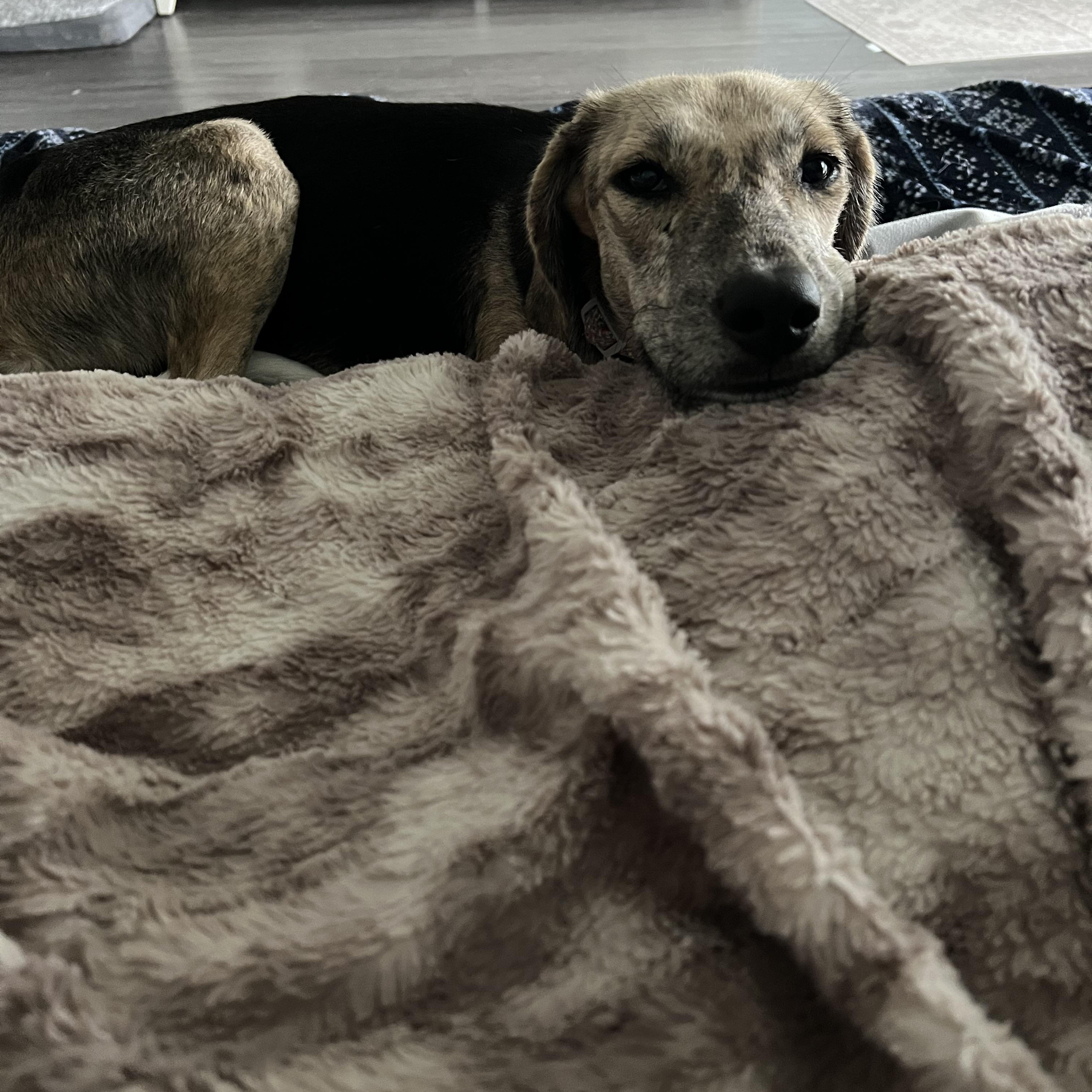 Callie, a Adoptable mixed breed in Calabash, NC image 6/6